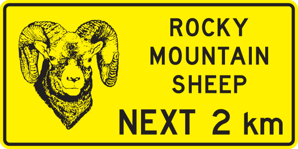 WC-116 Rocky Mountain Sheep Next XX Km